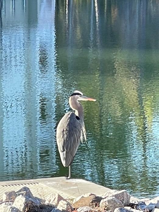 Heron on Lake