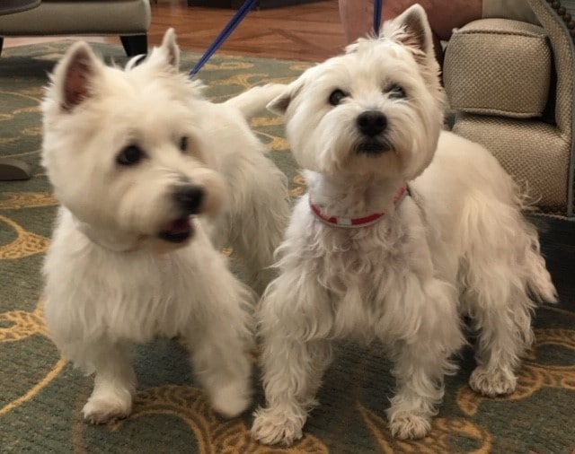 2 small white terrier like dogs