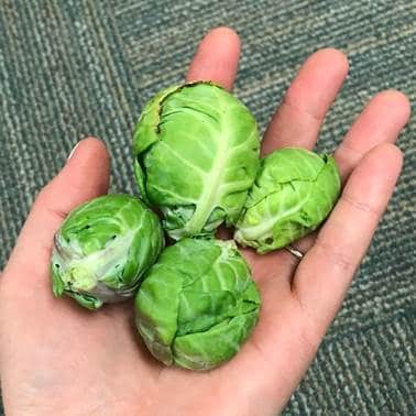 Brussell sprouts  from garden